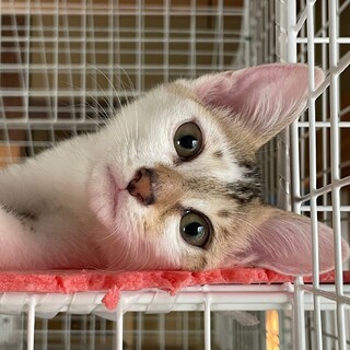 7/9生まれ 人懐っこいキジシロ♂