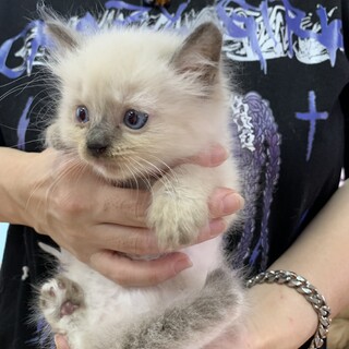 里親さま決まりました☆