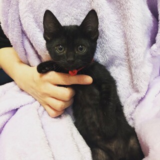 人が大好きな黒猫女子のクロエちゃん♡
