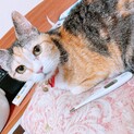 1歳三毛猫