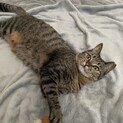人が大好き猫が苦手なキーちゃん