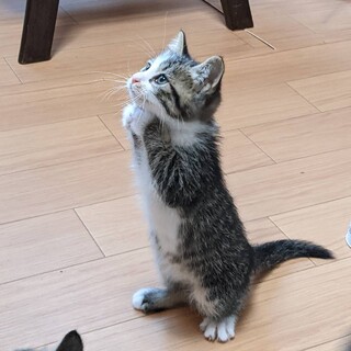 こころ♡しあわせにゃんこになりました