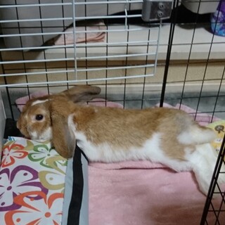 ロップイヤー オス 今年の12月で2歳