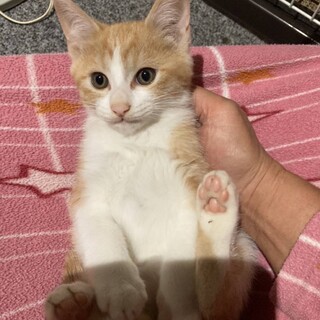 茶白男の子　里親決定!