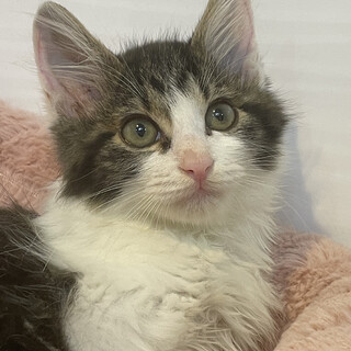 【小平市】ふんわり長毛イケメンの八海山くん