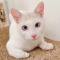 性格花丸！白セピアの男の子