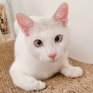 性格花丸！白セピアの男の子