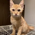 可愛い茶トラの子猫
