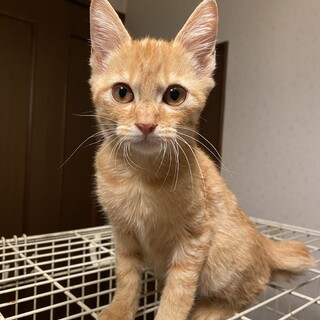 可愛い茶トラの子猫