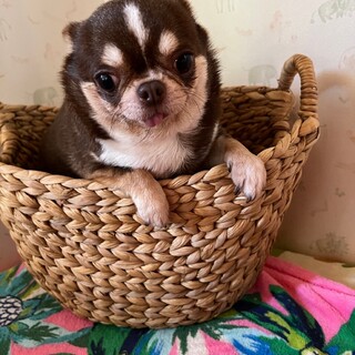 茶々丸君　チワワ　３歳　男の子