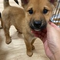 ウィンクの家族を探してます。