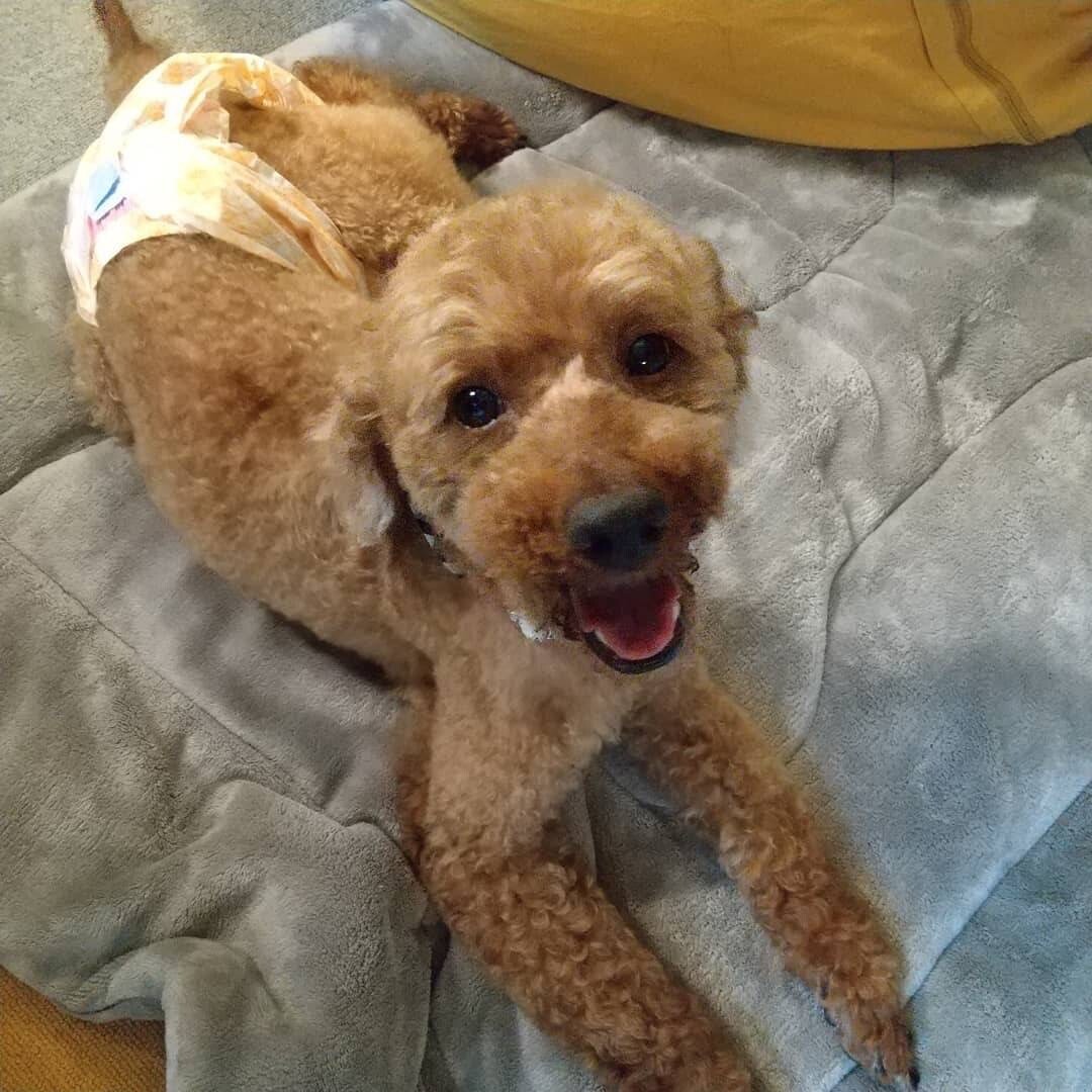 こむぎ トイプードル 大阪府 犬の里親募集 ペットのおうち 月間利用者150万人