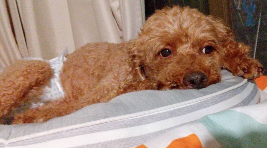 こむぎ トイプードル 大阪府 犬の里親募集 ペットのおうち 月間利用者150万人