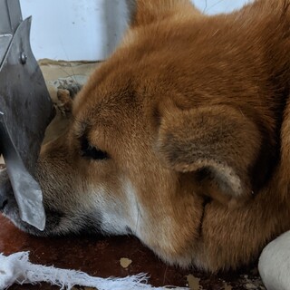 期限が4日朝までになります！