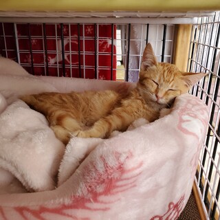 甘えん坊の茶トラくん