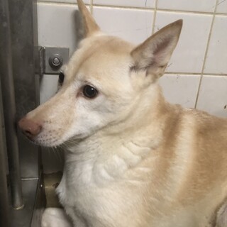 センターに収容され4日の朝までが期限です