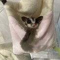 生後2歳　フクロモモンガ　メス