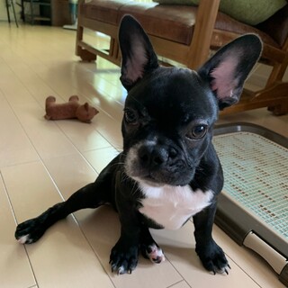 里親決定：フレンチブルドッグの里親募集