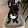 里親決定：フレンチブルドッグの里親募集 サムネイル3