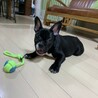 里親決定：フレンチブルドッグの里親募集 サムネイル4