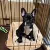 里親決定：フレンチブルドッグの里親募集 サムネイル5