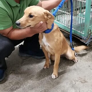 7キロ小中型犬1～2歳 避妊手術済女の子