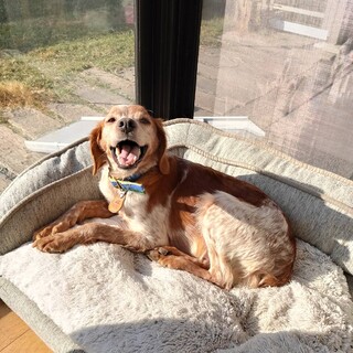 物静かで控えめ笑顔のブリタニースパニエルの女の子