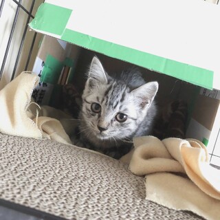 こたつくん　2ヵ月　オス