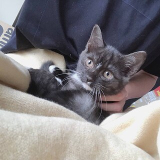 ゴマくん　2ヵ月　オス