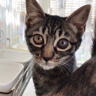 11月14日所沢譲渡会参加♪キジトラのモウちゃん