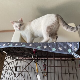 子育て大好きお母さん猫