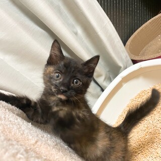 お目目クリクリ⭐️さび猫さん