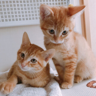 11/7西千葉ෆ⃛茶トラ２兄妹ෆ⃛キウイくん