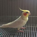 里親様決まりました！　オカメインコ 