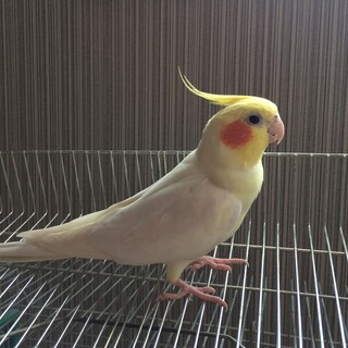 里親様決まりました！　オカメインコ 