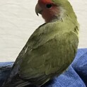 コザクラインコのヨモギちゃんです