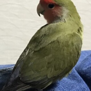 コザクラインコのヨモギちゃんです