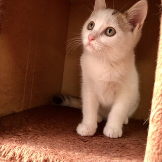 背中に♡と肉球に可愛いホクロがキュートな女の子！