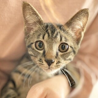 人慣れ抜群❗️11/28Terra里親会in南大井