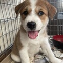 保護犬を迎えませんか？♂