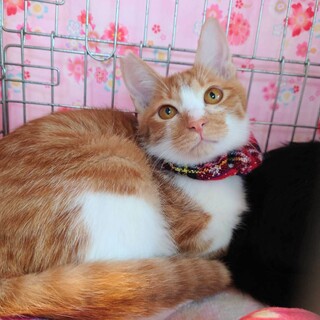 甘えたいけど甘え下手な芭蕉とお幸せに❤️