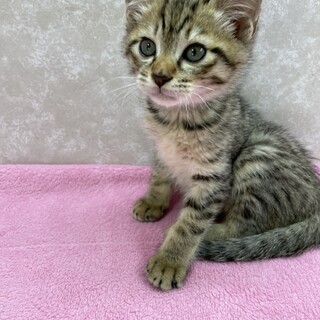 4兄弟❗️譲渡会で皆様に会え事を楽しみに❤️星