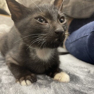 二ヶ月♂黒猫イチローくん