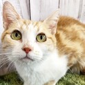 マンチカン長足、くりくりおめめの女の子！
