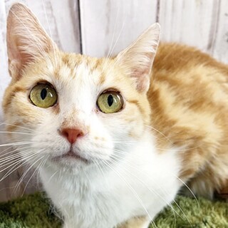 マンチカン長足、くりくりおめめの女の子！