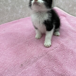 3兄弟！ヨチヨチ歩いて譲渡会❗️超甘猫❤️キョン