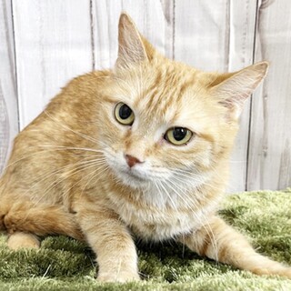 マンチカン長足、撫でられ好きな女の子！