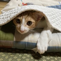 ムギ