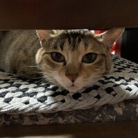 あずき