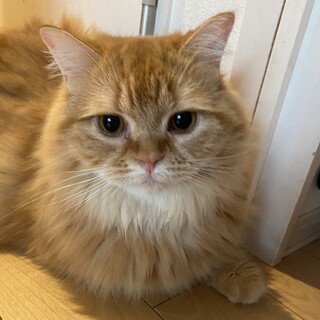 fip寛解！❤️元気で楽しいとあ